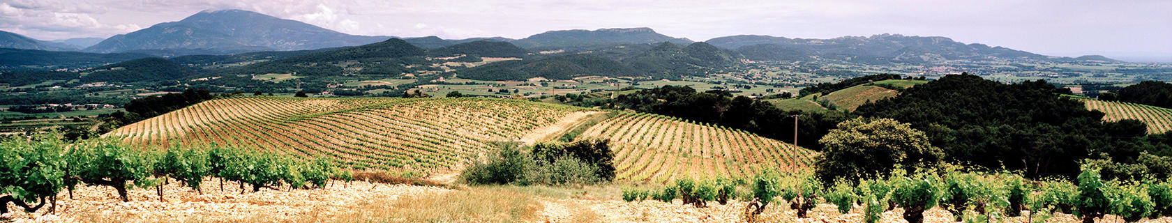 A landscape picture of vineyards and mountains in the Northern Rhône
