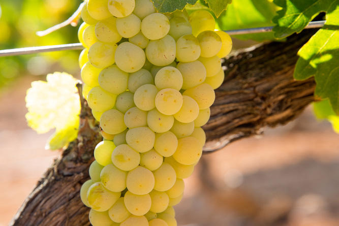 90068001867_BBR_Chardonnay-Around-The-World_0000_01