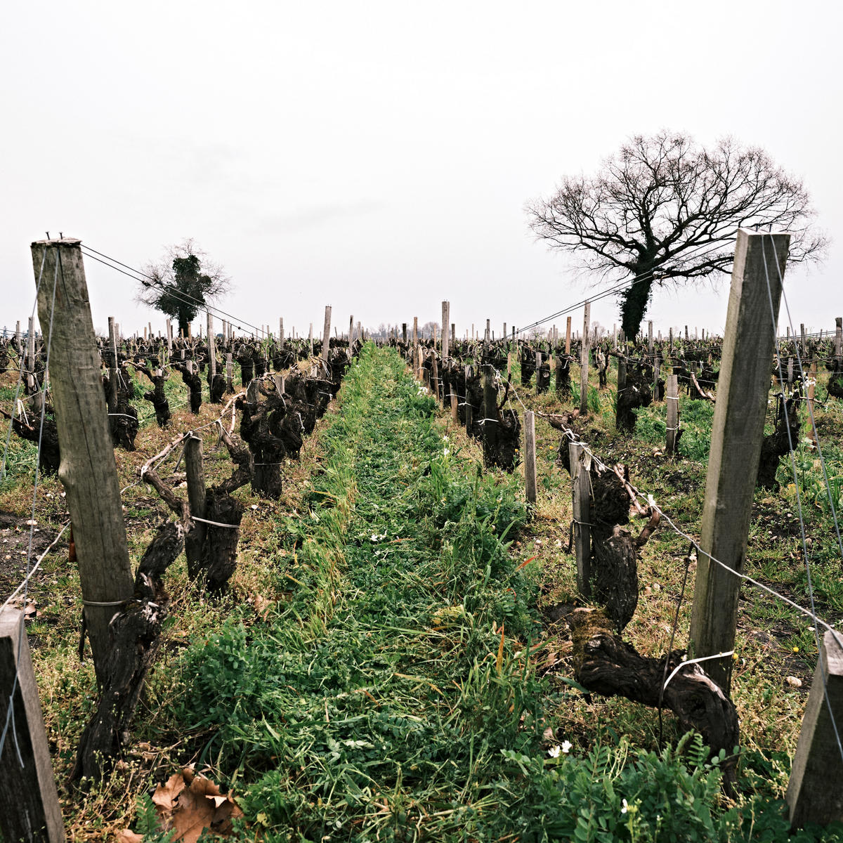 Chateau-Haut-Batailley_Pauillac_Bordeaux-2022_Jason-Lowe_1