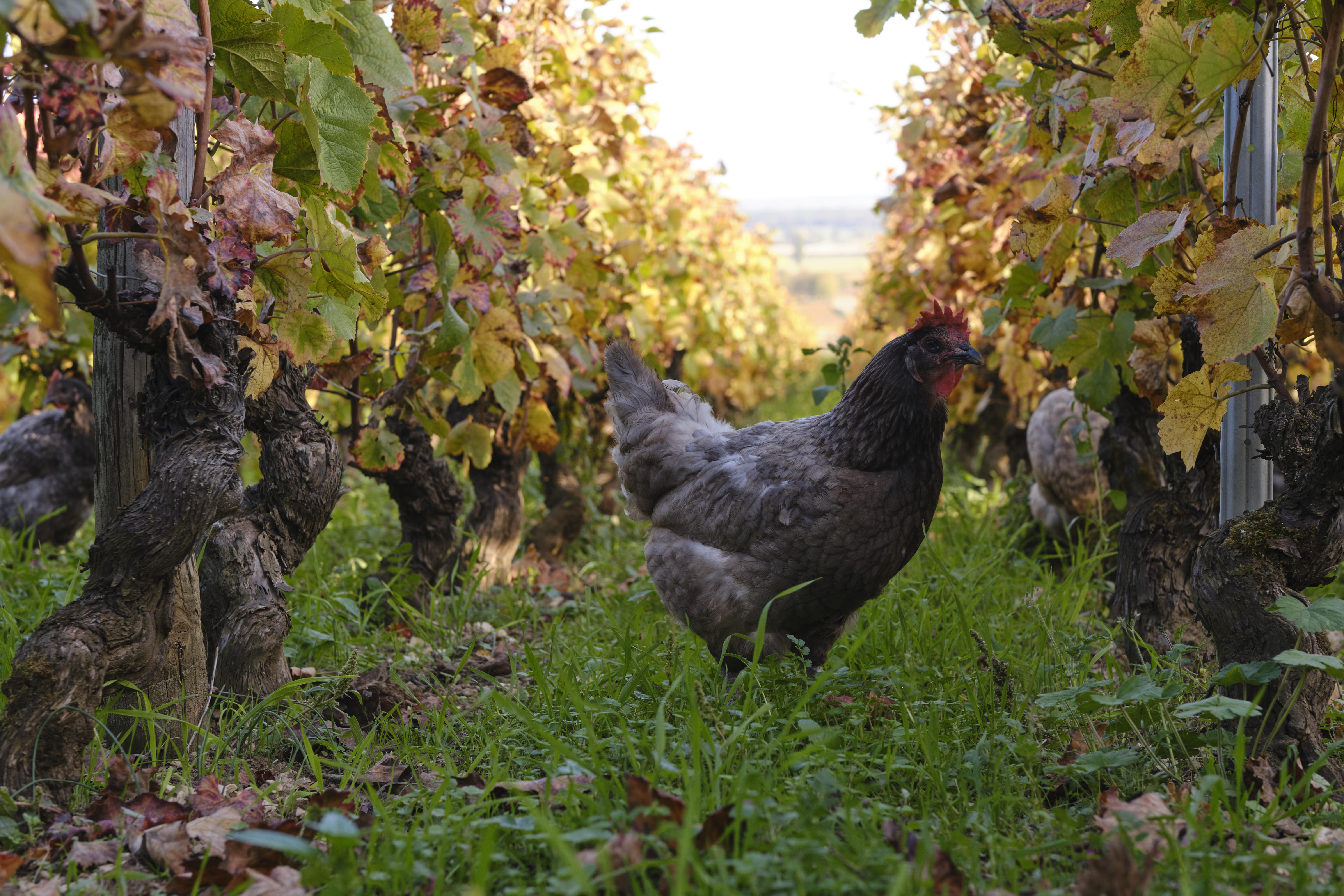 Chicken-in-vines-11_Domaine-Michel-Lafarge_Volnay_Burgundy-2022_Jason-Lowe