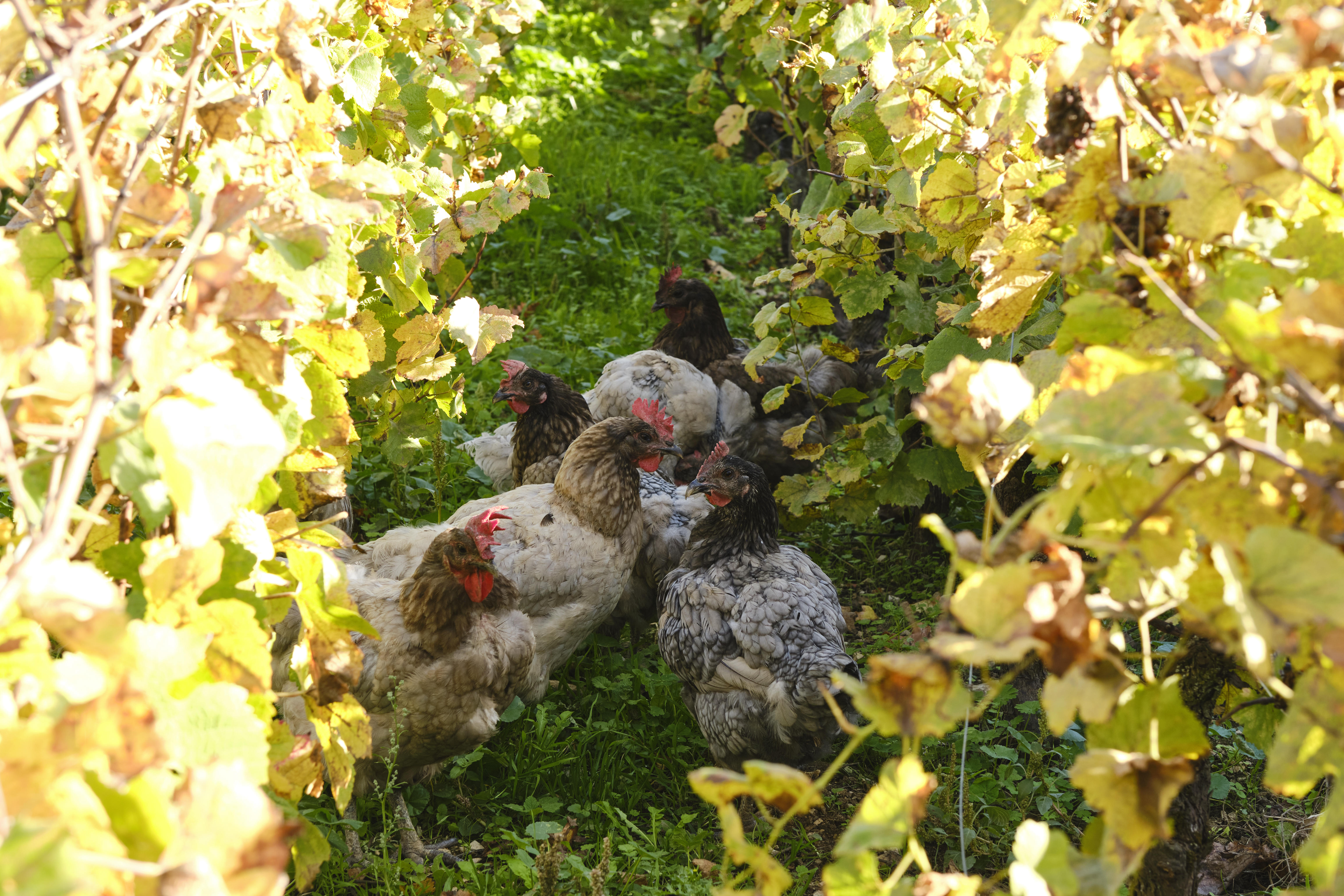 Cockerel-and-chickens-in-vines-4_Domaine-Michel-Lafarge_Volnay_Burgundy-2022_Jason-Lowe