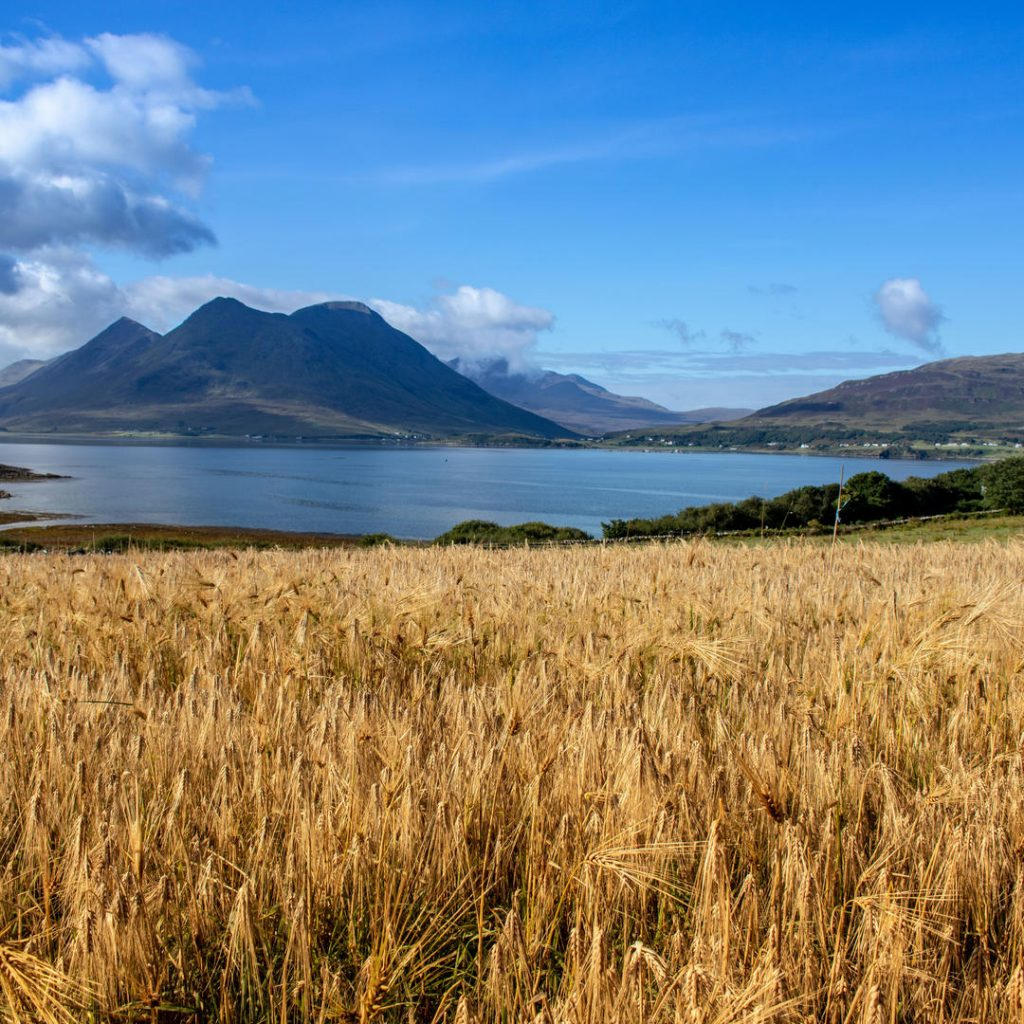 Raasay-Barley-trails-208-harvest-credit-Calum-Gillies-1024x1024