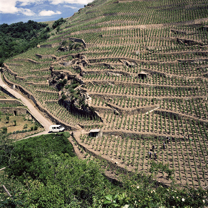 An aerial view of vineyards in the Northern Rhône