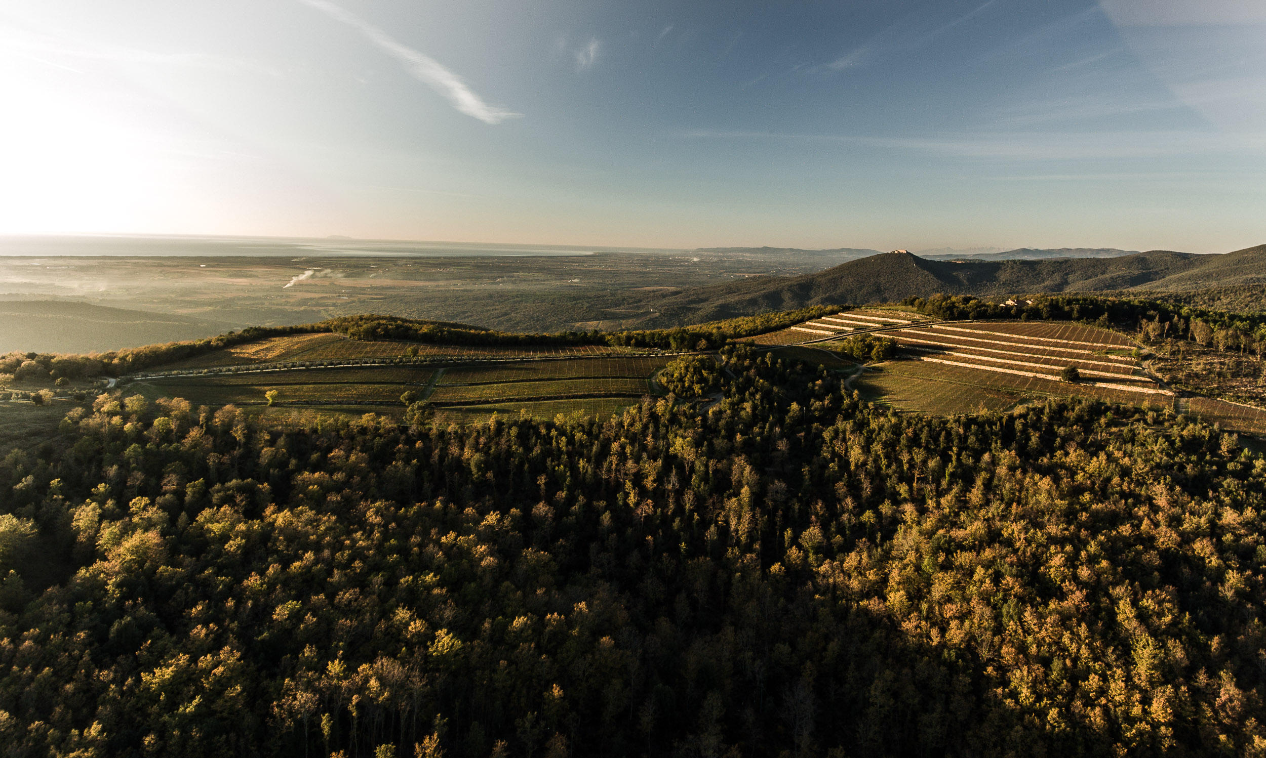 Tenuta-Sette-Cieli_Bolgheri_vigne-vine-producer-drone-shot-2021
