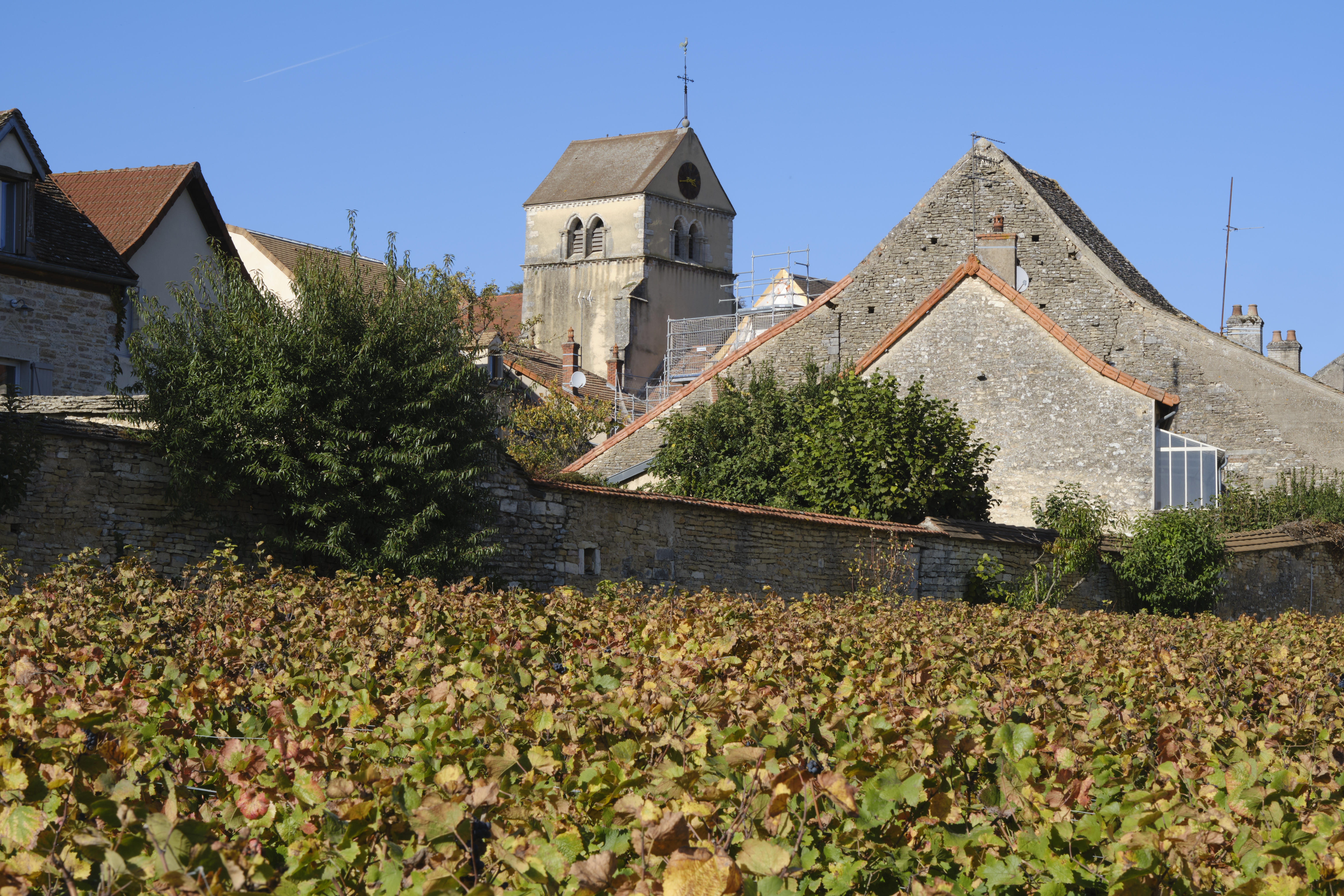 Vines-with-Volnay-in-background_Domaine-Michel-Lafarge_Volnay_Burgundy-2022_Jason-Lowe