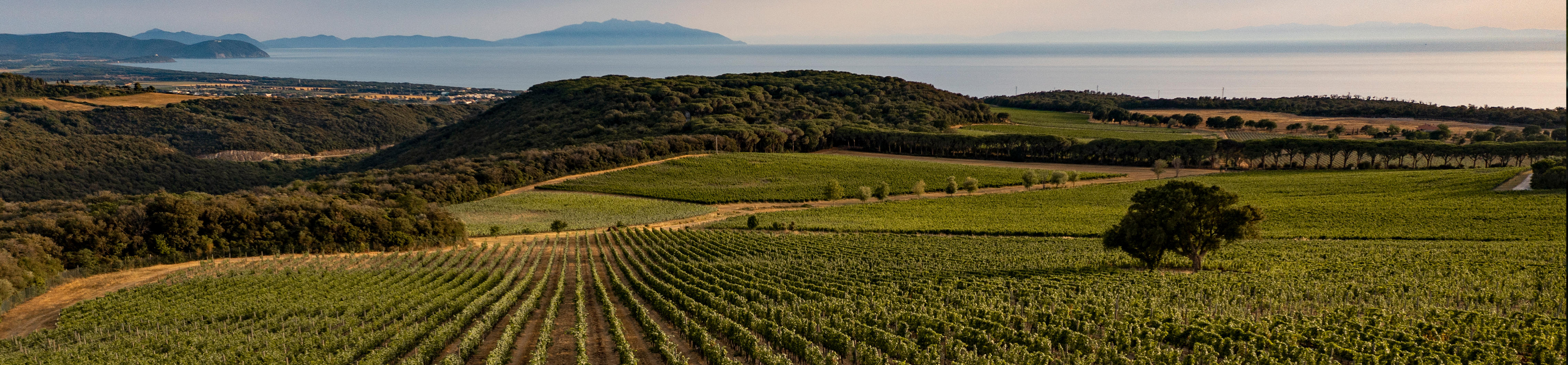 bolgheri-all-releases