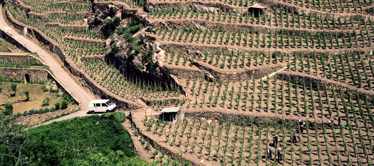northern-rhone-article-image1-desktop