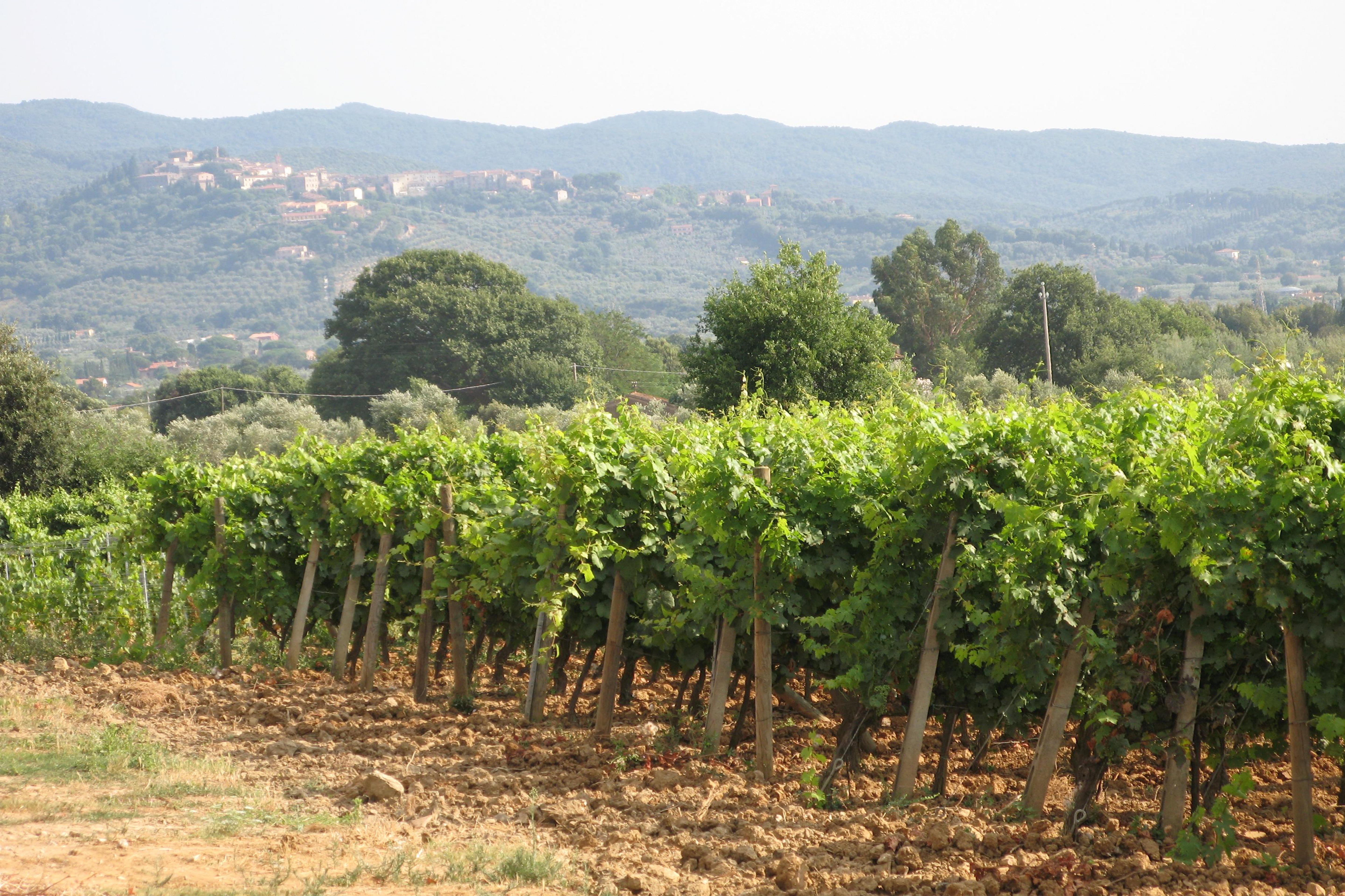 Vineyards in Bolgheri with mountains in the background
